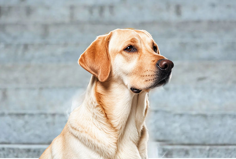 拉布拉多犬好養(yǎng)嗎？看完它的優(yōu)缺點(diǎn)你就知道了