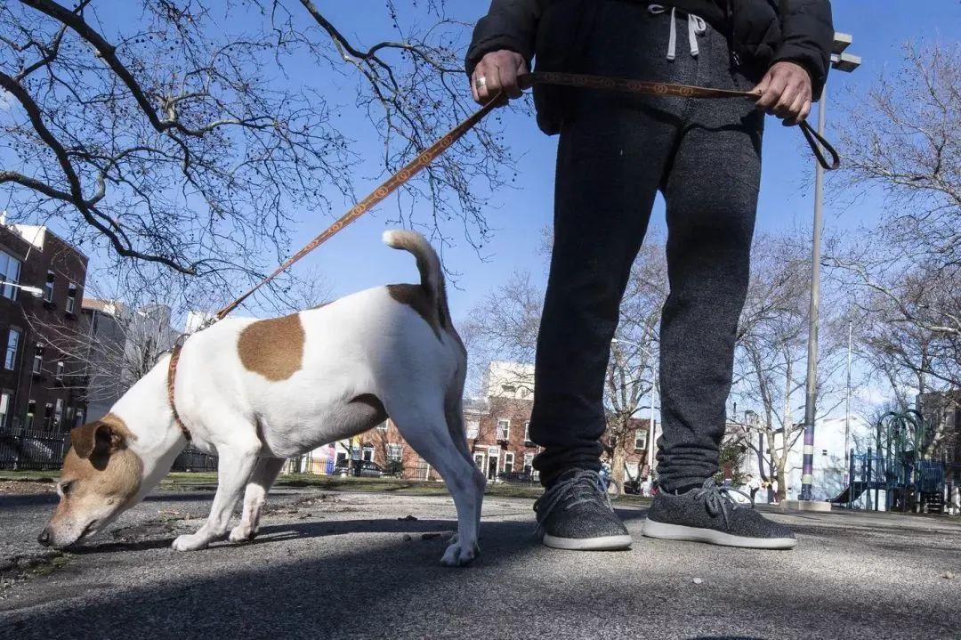 文明養(yǎng)犬知多少？切記做到“寵愛”有方~