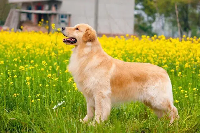 華興寵物